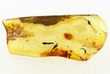 Fossil Leaf, Bark Fragment, Springtail, and True Midge In Baltic Amber #284544-1